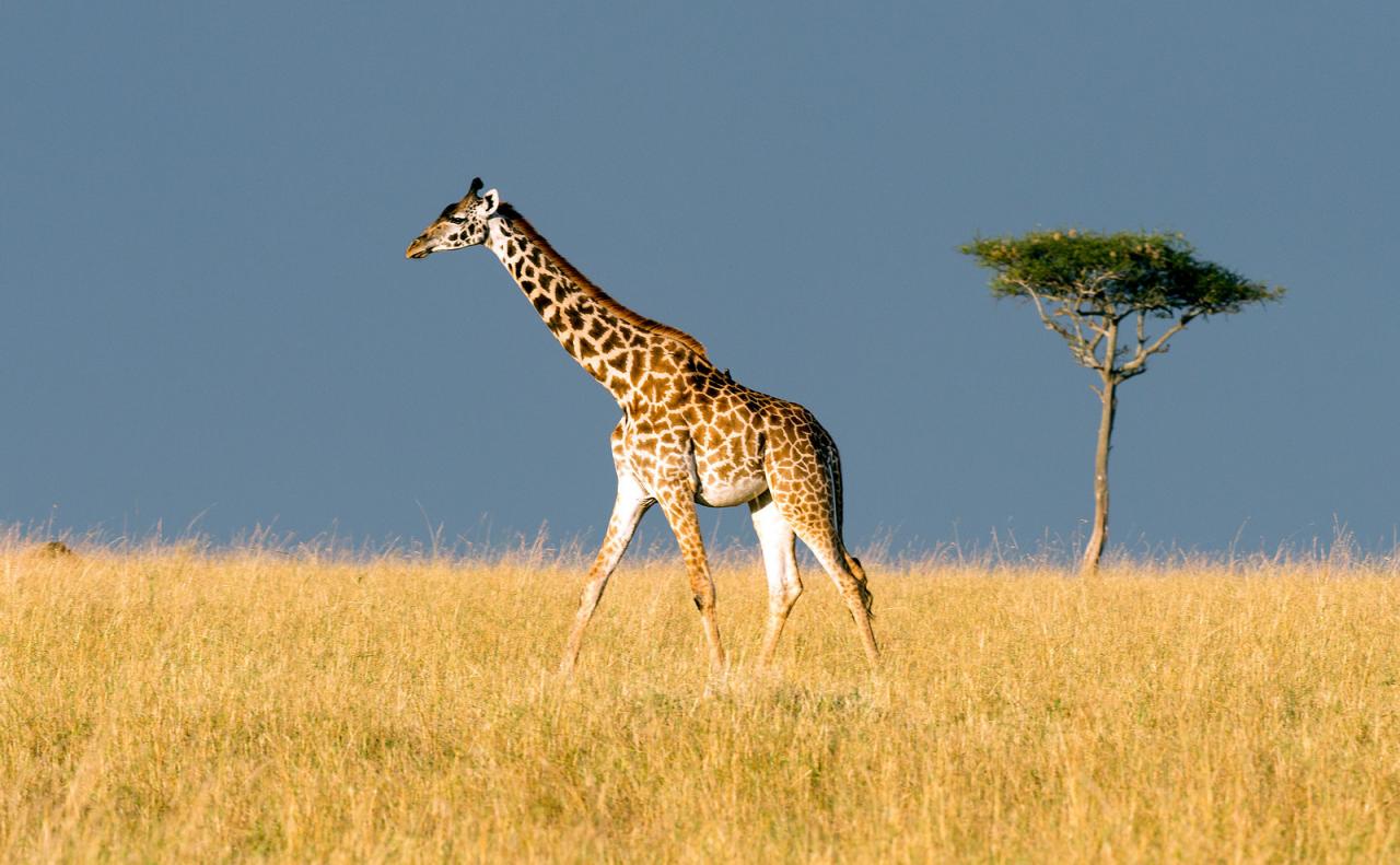 big girafe